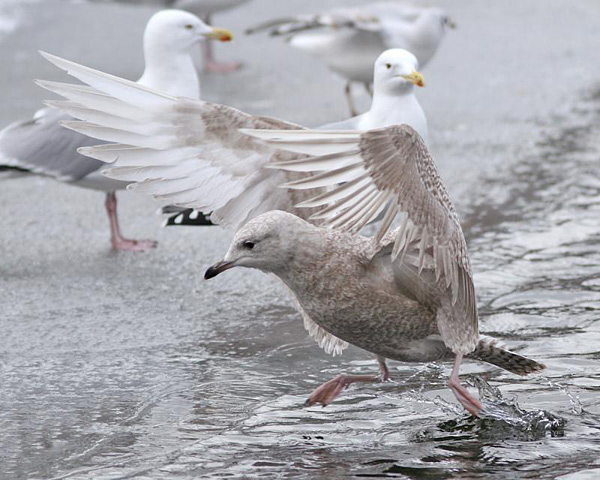 Iceland Gull - Kleine Burgemeester - Larus glaucoides