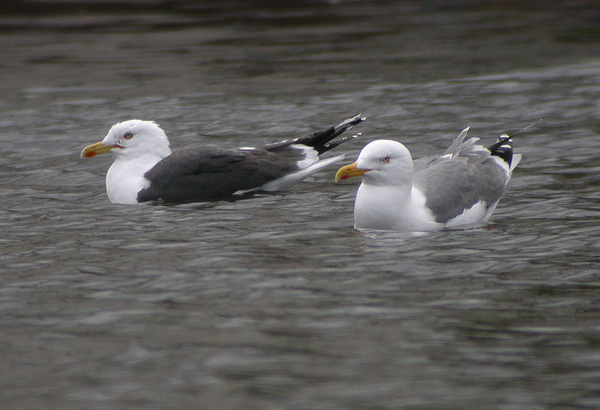 hybrid Yellow-legged x Lesser Black-backed Gull - ad hybride Geelpoot- x Kleine Mantelmeeuw - Larus michahellis x fuscus