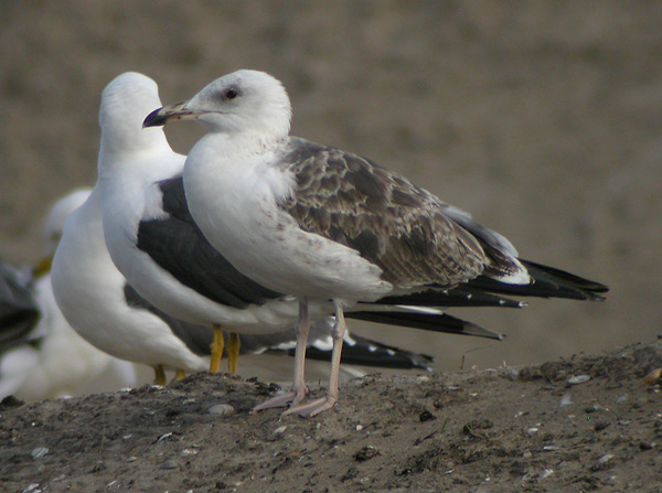 Baltic Gull - Baltische Mantelmeeuw - Larus fuscus