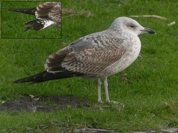 Herring Gull - Zilvermeeuw - Larus argentatus