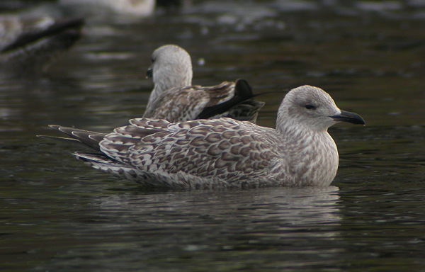 Herring Gull - Zilvermeeuw - Larus argentatus