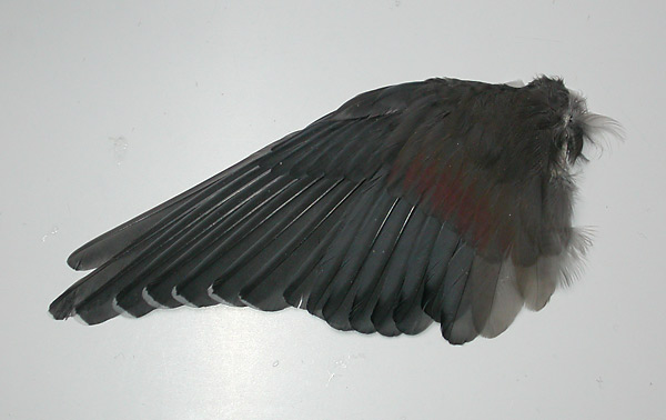 Waxwing - Pestvogel