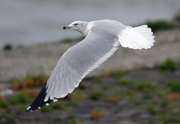 Ring-billed Gull - Ringsnavelmeeuw - Larus delawarensis