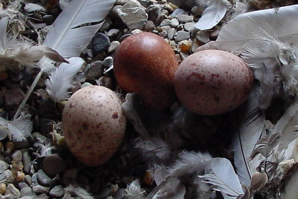 Peregrine - Slechtvalk - Eggs/eieren