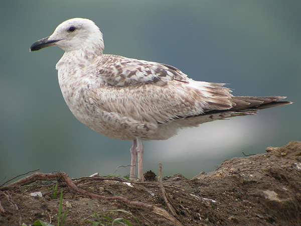 Hybrid Herring x Caspian Gull - Larus argentatus x cachinnans?