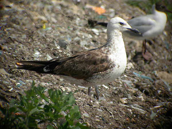 Baltic Gull - Larus f fuscus