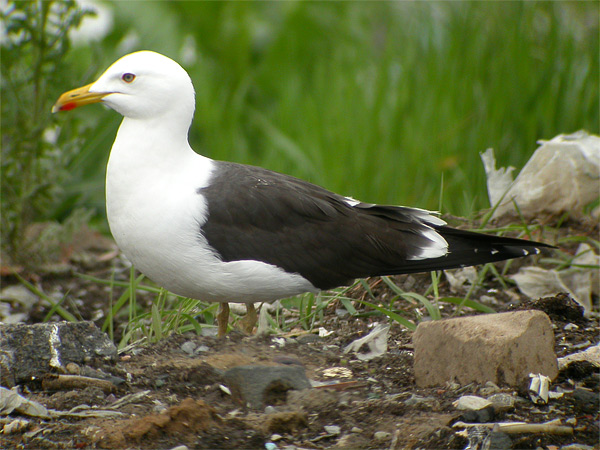 Baltic Gull - Larus f fuscus