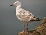 2cy Caspian Gulls - Larus cachinnans