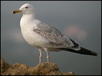 3cy Caspian Gulls - Larus cachinnans