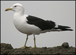 Baltic Gulls - Larus f fuscus