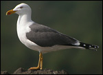 Lesser Black-backed Gulls - L f graellsii/intermedius