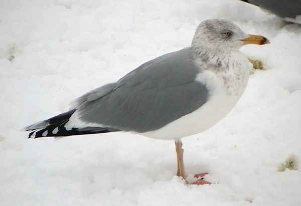 Herring Gull - Larus argentatus