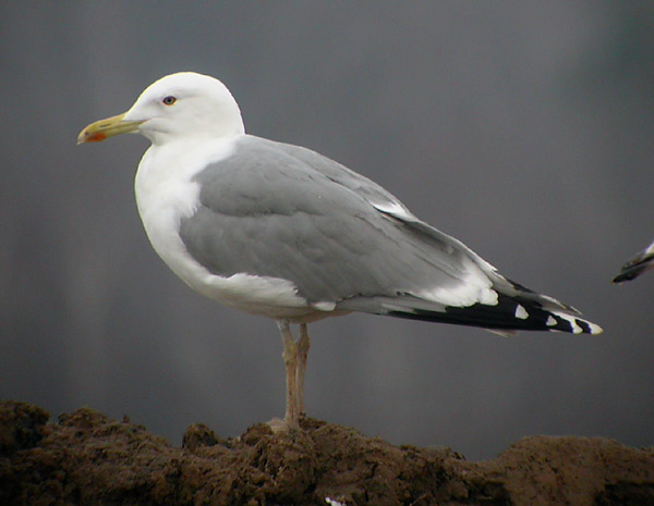 Caspian Gull - Larus cachinnans
