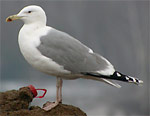 (near-)adult Caspian Gulls - Larus cachinnans