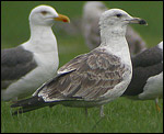 'lesser black-backed gull' - 'kleine mantelmeeuw' - Larus fuscus/heuglini