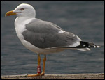 Yellow-legged x Lesser Black-back Gull - Geelpoot- x Kleine Mantelmeeuw - Larus michahellis x fuscus