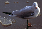 Black-headed Gull - Kokmeeuw - Chroicocephalus ridibundus