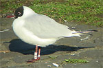 Black-headed Gull - Kokmeeuw - Chroicocephalus ridibundus