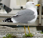 Ad Yellow-legged Gull - Larus michahellis
