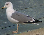 3cy Yellow-legged Gull - Larus michahellis