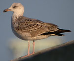 1cy Yellow-legged Gull - Larus michahellis