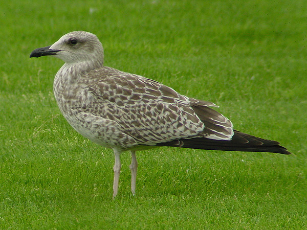 Yellow-legged Gull - Geelpootmeeuw - Larus michahellis