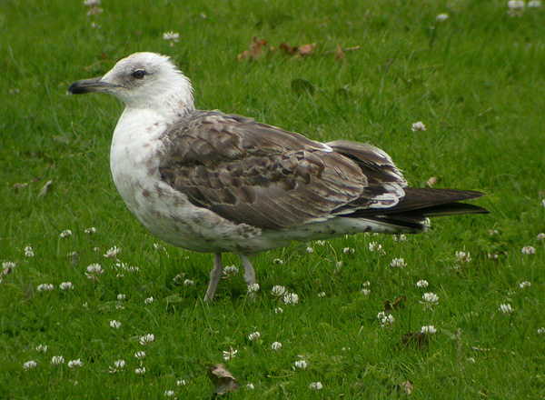 Lesser Black-backed Gull - Kleine Mantelmeeuw