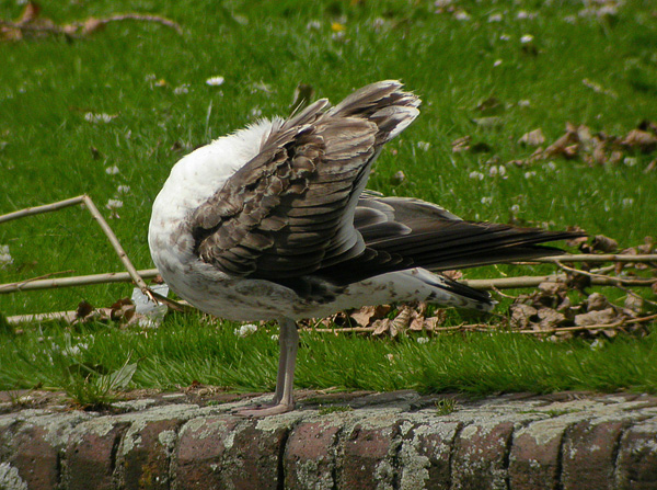 Lesser Black-backed Gull - Kleine Mantelmeeuw