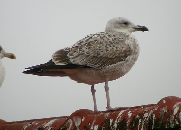 Yellow-legged Gull - Geelpootmeeuw - Larus michahellis