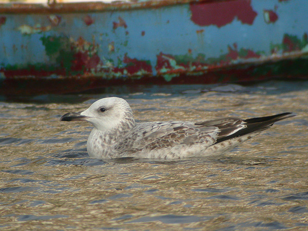 Caspian Gull - Pontische Meeuw - Larus cachinnans