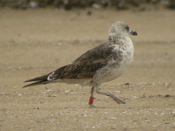 Baltic Gull - Baltische Mantelmeeuw - Larus f fuscus