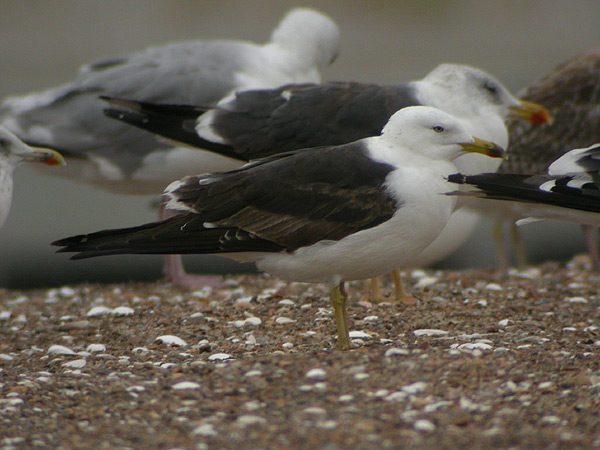 Baltic Gull - Baltische Mantelmeeuw - Larus fuscus