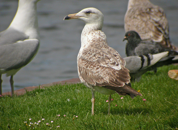 Heuglin's Gull - Heuglins Meeuw - Larus heuglini