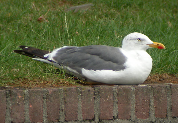 Lesser Black-backed Gull - Kleine Mantelmeeuw - Larus fuscus