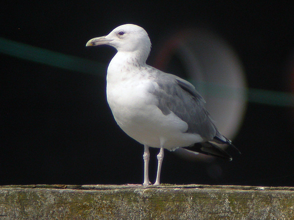 Caspian Gull - Pontische Meeuw - Larus cachinnans