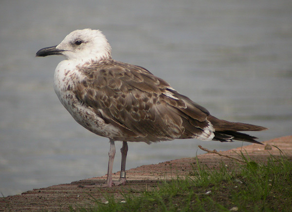 Lesser Black-backed Gull - Kleine Mantelmeeuw - Larus fuscus