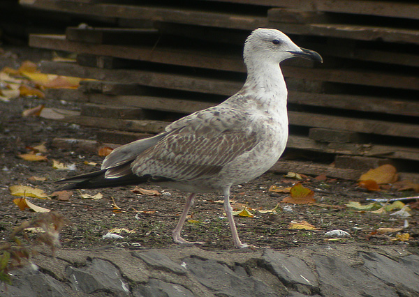 Caspian Gull - Pontische Meeuw - Larus cachinnans