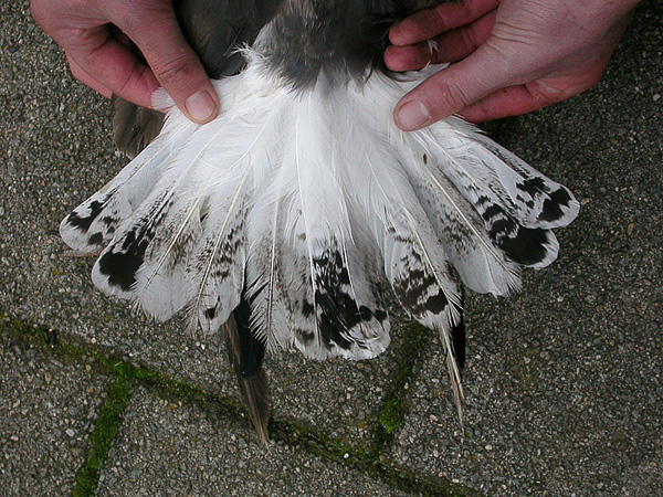 Baltic Gull - Baltische Mantelmeeuw - Larus fuscus fuscus