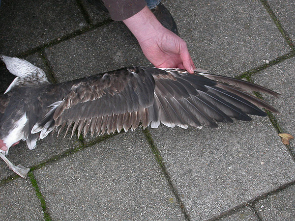 Baltic Gull - Baltische Mantelmeeuw - Larus fuscus fuscus