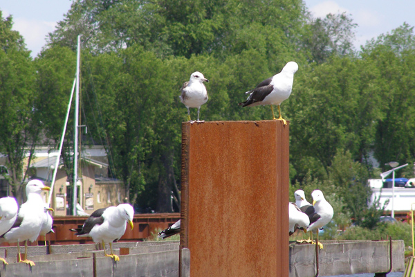 Baltic Gull - Baltische Mantelmeeuw - Larus f fuscus