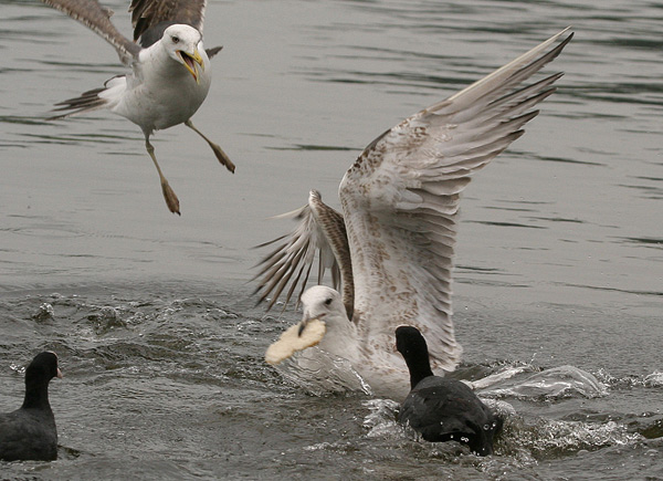 Lesser Black-backed Gull/Heuglin's Gull - 2kj Kleine Mantelmeeuw/Heuglins Meeuw - Larus fuscus/heuglini
