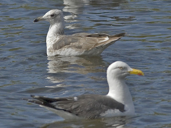 Lesser Black-backed Gull/Heuglin's Gull - 2kj Kleine Mantelmeeuw/Heuglins Meeuw - Larus fuscus/heuglini