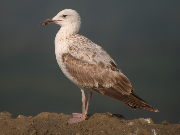 Caspian Gull - Larus cachinnans
