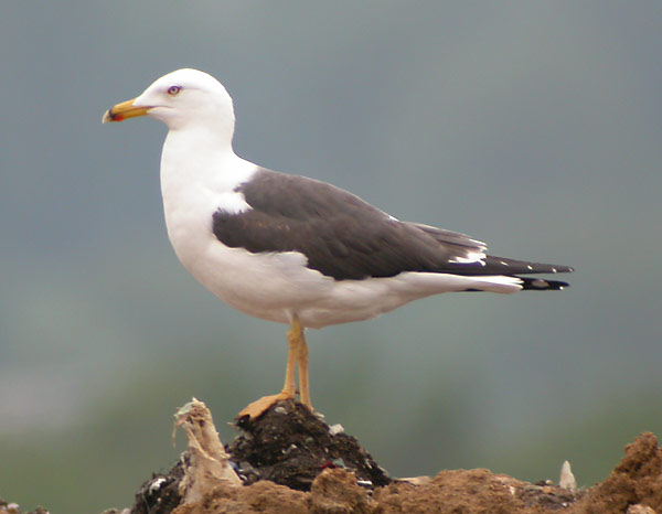 Lesser Black-backed Gull - Larus f intermedius