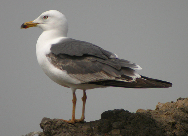 Lesser Black-backed Gull - Larus f fuscus