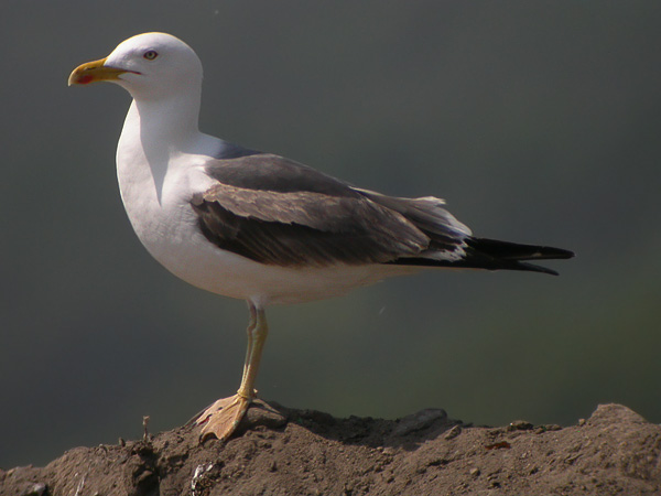 Lesser Black-backed Gull - Larus f fuscus