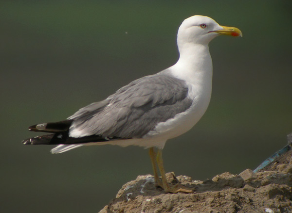 Yellow-legged Gull - Larus michahellis