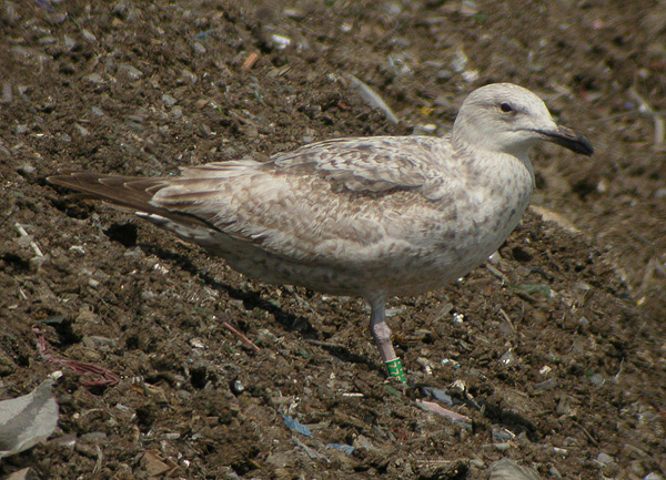 Hybrid Herring x Caspian Gull - Larus argentatus x cachinnans?