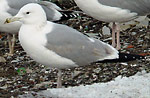 4cy Caspian Gulls - Larus cachinnans