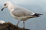 4cy Herring Gulls - Larus argentatus